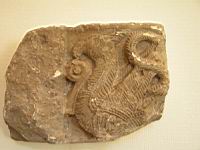 Tailloir, Oiseau fantastique, tailloir, 2eme moitie du 12e (musee d'Arras)